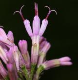 havez česnáčková <i>(Adenostyles alliariae)</i> / Květ/Květenství