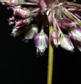 česnek kulovitý <i>(Allium rotundum)</i> / Květ/Květenství