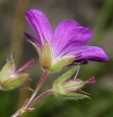 kakost lesní <i>(Geranium sylvaticum)</i> / Květ/Květenství