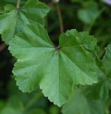 sléz přehlížený <i>(Malva neglecta)</i> / List