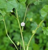 sléz přehlížený <i>(Malva neglecta)</i> / Habitus