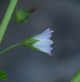 sléz přehlížený <i>(Malva neglecta)</i> / Květ/Květenství