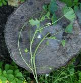 sléz přehlížený <i>(Malva neglecta)</i> / Habitus