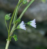 sléz přehlížený <i>(Malva neglecta)</i> / Květ/Květenství