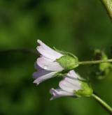 sléz přehlížený <i>(Malva neglecta)</i> / Květ/Květenství