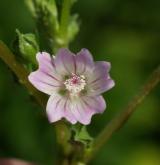 sléz přehlížený <i>(Malva neglecta)</i> / Květ/Květenství