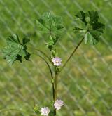 sléz přehlížený <i>(Malva neglecta)</i> / Habitus