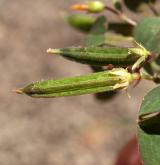 šťavel růžkatý <i>(Oxalis corniculata)</i> / Plod