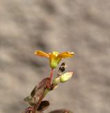 šťavel růžkatý <i>(Oxalis corniculata)</i> / Květ/Květenství