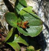 vrba bylinná <i>(Salix herbacea)</i> / Plod