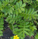 mochna husí <i>(Potentilla anserina)</i>