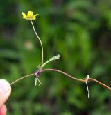 mochna husí <i>(Potentilla anserina)</i>