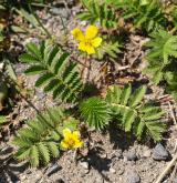 mochna husí <i>(Potentilla anserina)</i>