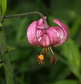 lilie zlatohlavá <i>(Lilium martagon)</i> / Květ/Květenství
