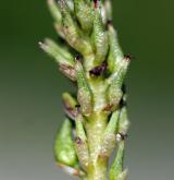 vrba uťatá <i>(Salix retusa)</i> / Květ/Květenství