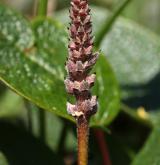 vrba síťnatá <i>(Salix reticulata)</i> / Květ/Květenství