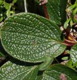 vrba síťnatá <i>(Salix reticulata)</i> / List