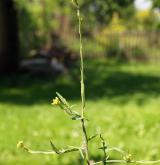 hulevník lékařský <i>(Sisymbrium officinale)</i> / Habitus