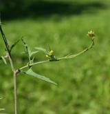 hulevník lékařský <i>(Sisymbrium officinale)</i> / Habitus