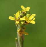 hulevník lékařský <i>(Sisymbrium officinale)</i> / Květ/Květenství