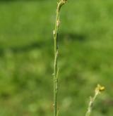 hulevník lékařský <i>(Sisymbrium officinale)</i> / Květ/Květenství