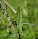 hulevník lékařský <i>(Sisymbrium officinale)</i> / List