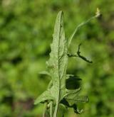 hulevník lékařský <i>(Sisymbrium officinale)</i> / List