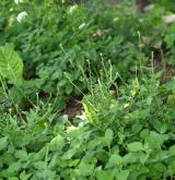 hulevník lékařský <i>(Sisymbrium officinale)</i> / Habitus