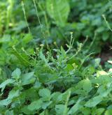 hulevník lékařský <i>(Sisymbrium officinale)</i> / Habitus