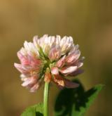 jetel zvrhlý <i>(Trifolium hybridum)</i> / Květ/Květenství