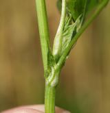 jetel zvrhlý <i>(Trifolium hybridum)</i> / Stonek