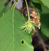 buk Englerův <i>(Fagus engleriana)</i> / Květ/Květenství