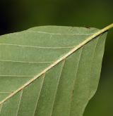 buk Englerův <i>(Fagus engleriana)</i> / List