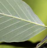 buk Englerův <i>(Fagus engleriana)</i> / List