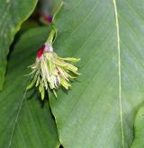 buk Englerův <i>(Fagus engleriana)</i> / Květ/Květenství