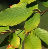 buk Englerův <i>(Fagus engleriana)</i> / List