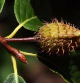 buk velkolistý <i>(Fagus grandifolia)</i> / Plod