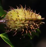 buk velkolistý <i>(Fagus grandifolia)</i> / Plod