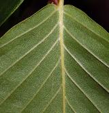 buk velkolistý <i>(Fagus grandifolia)</i> / List