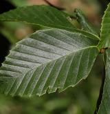 buk velkolistý <i>(Fagus grandifolia)</i> / List