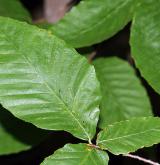 buk velkolistý <i>(Fagus grandifolia)</i> / List