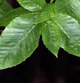 buk velkolistý <i>(Fagus grandifolia)</i> / List