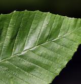 buk velkolistý <i>(Fagus grandifolia)</i> / List