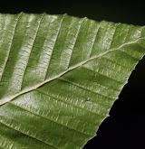 buk velkolistý <i>(Fagus grandifolia)</i> / List