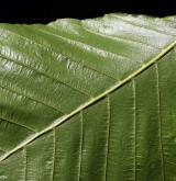 buk velkolistý <i>(Fagus grandifolia)</i> / List