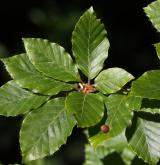 buk lesní <i>(Fagus sylvatica)</i> / List