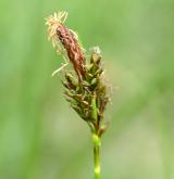 ostřice jarní <i>(Carex caryophyllea)</i> / Květ/Květenství