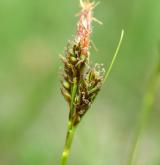 ostřice jarní <i>(Carex caryophyllea)</i> / Květ/Květenství