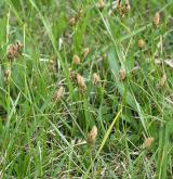 ostřice jarní <i>(Carex caryophyllea)</i> / Habitus