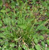 ostřice prstnatá <i>(Carex digitata)</i> / Habitus